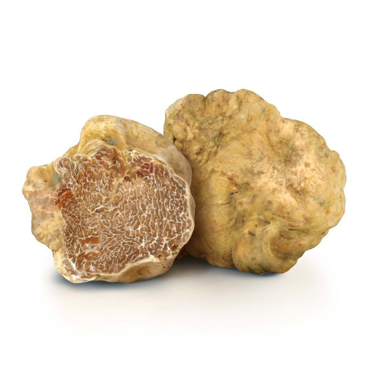 WHITE TRUFFLE - Tuber magnatum